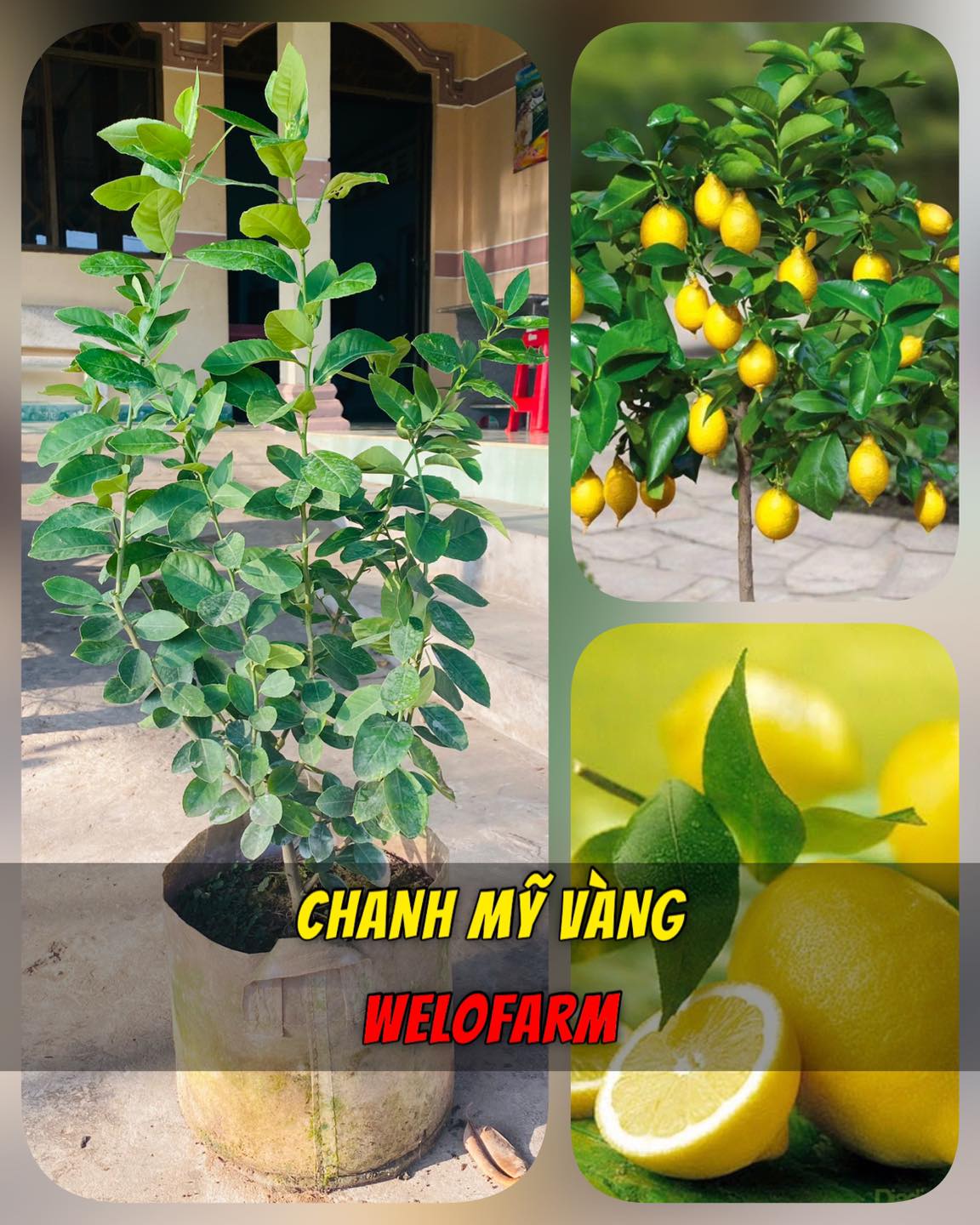 Cây Chanh Vàng Mỹ