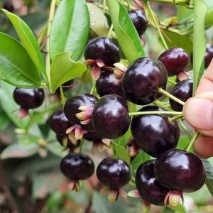 Cherry Brazil