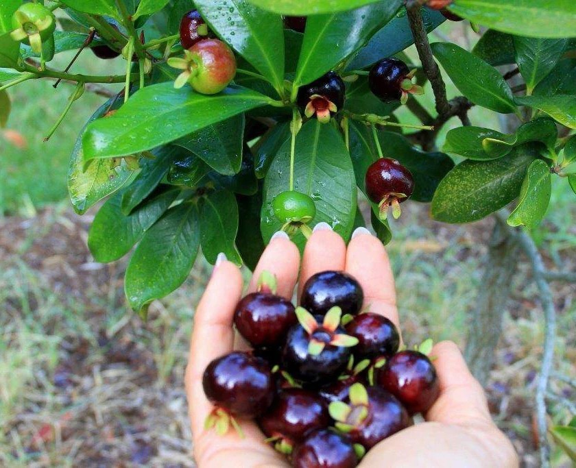 Cây Cherry Brazil