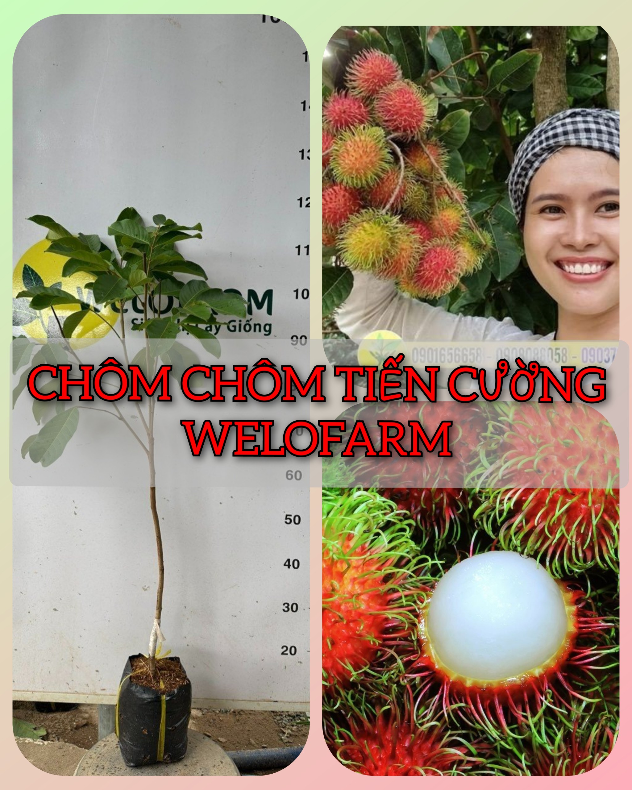 Chôm Chôm Tiến Cường