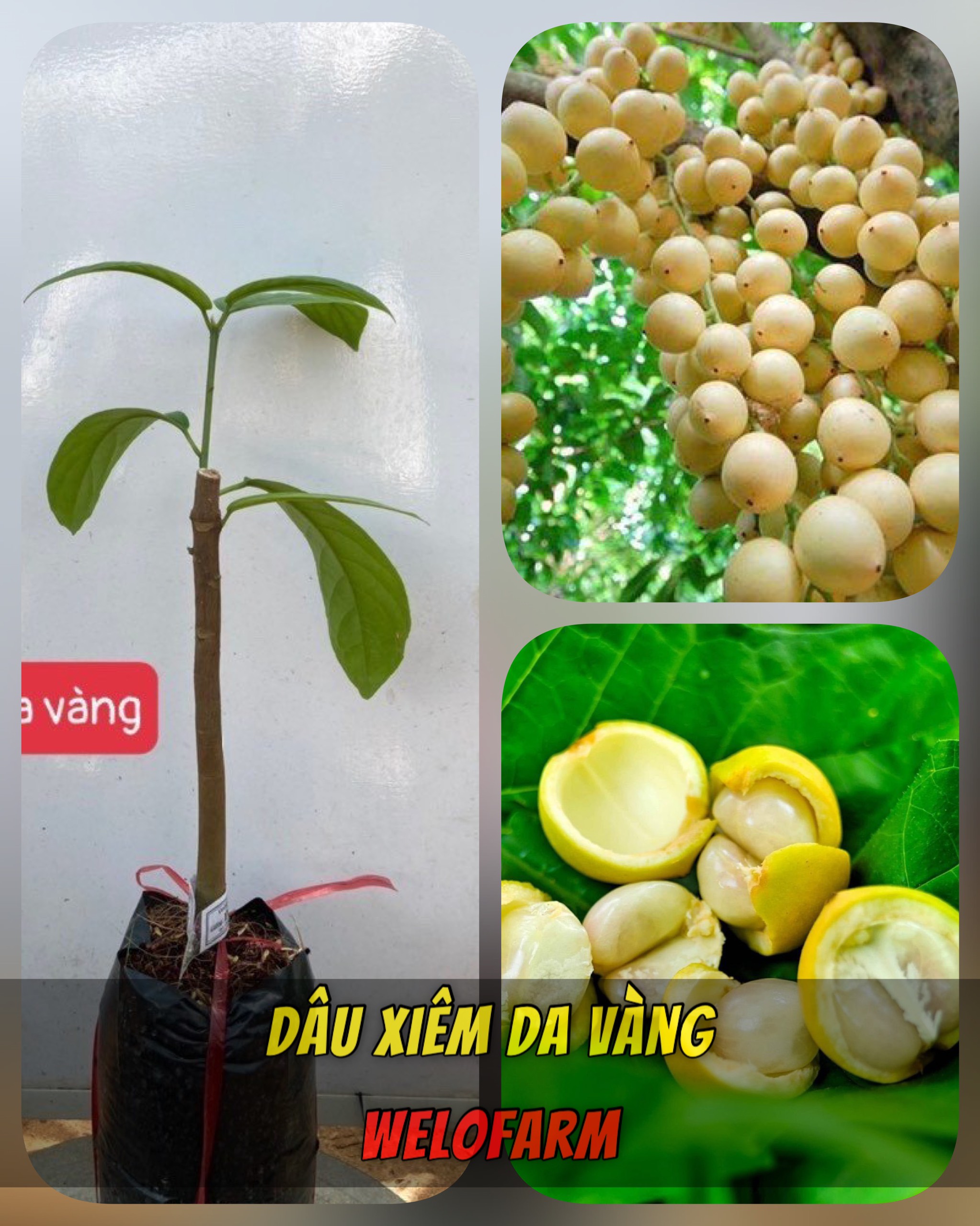 Dâu Xiêm Da Vàng