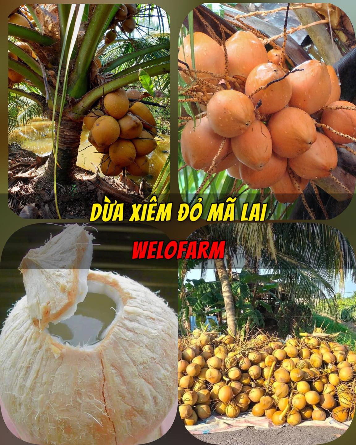 Dừa Xiêm Đỏ Mã Lai