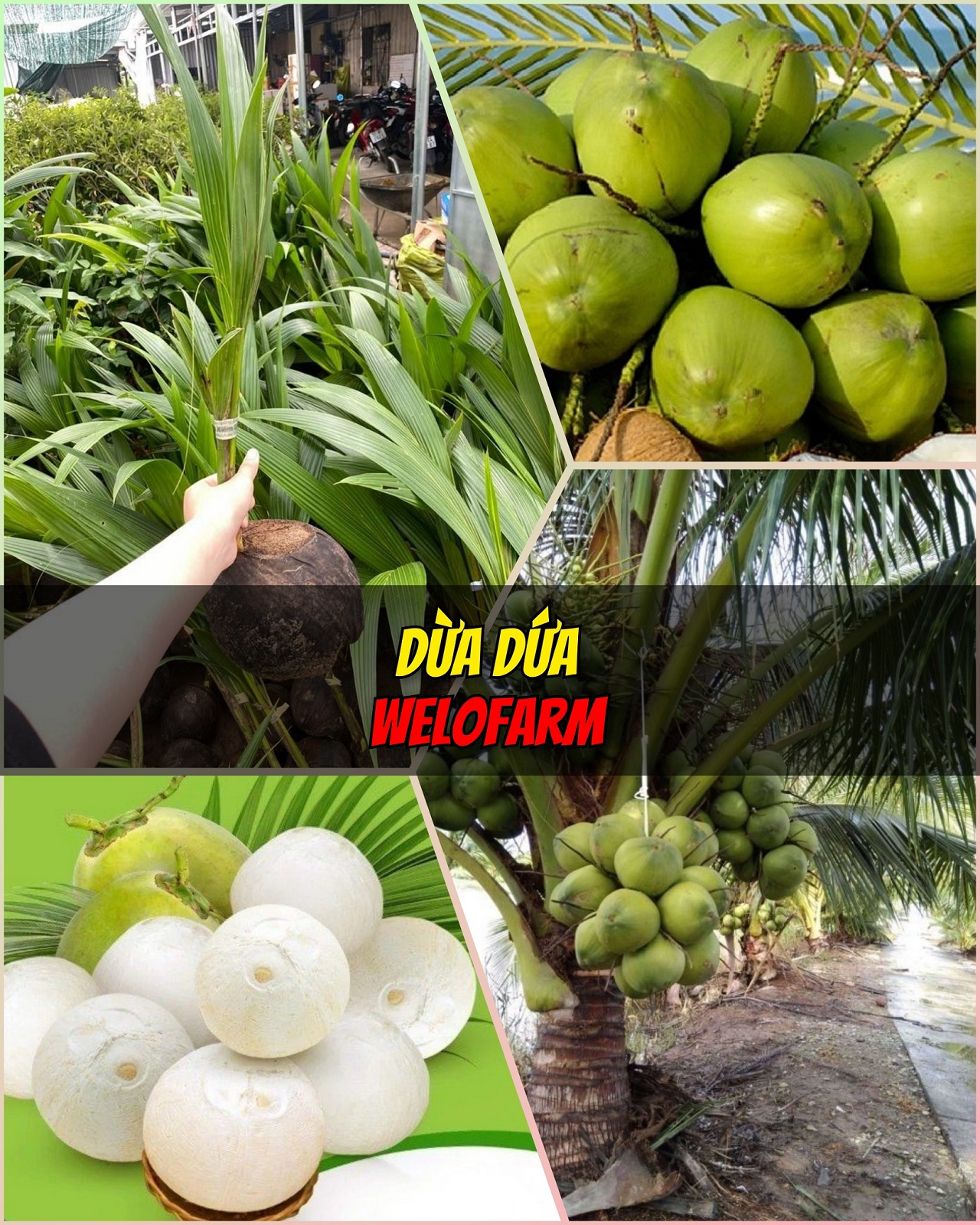 Dừa Dứa