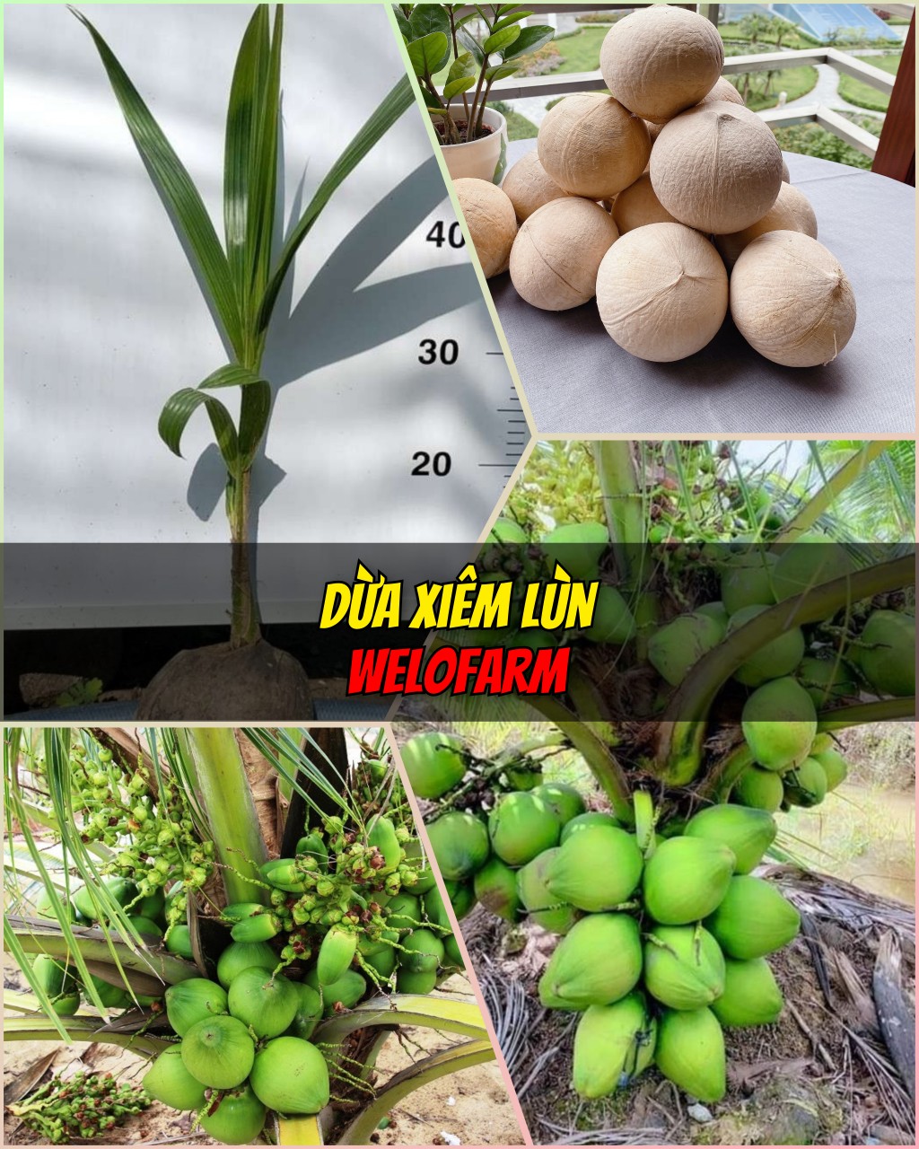 Dừa Xiêm Lùn