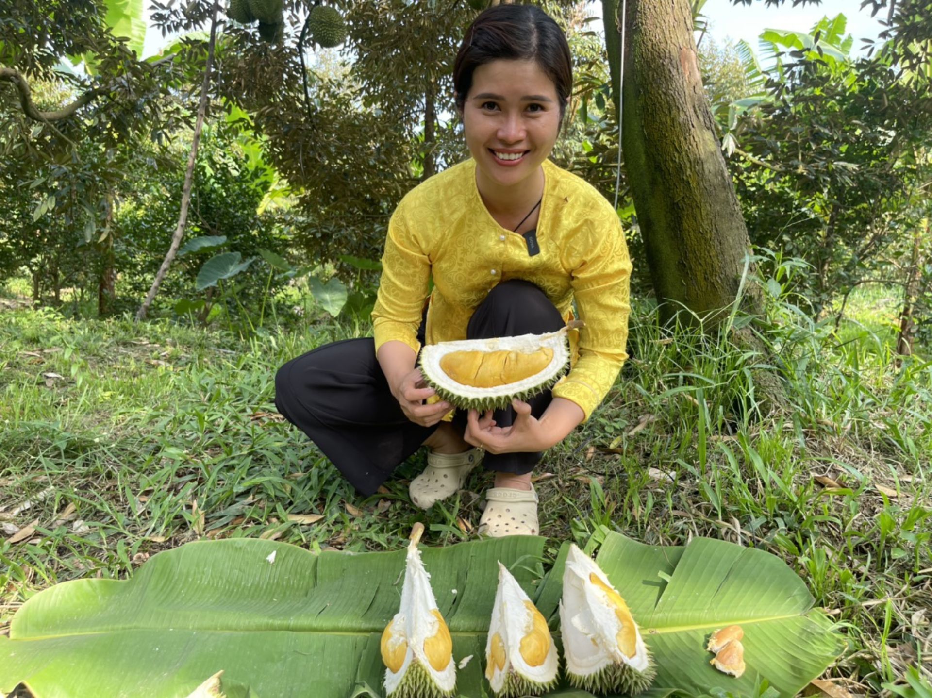 Sầu riêng Hoàng Châu Long