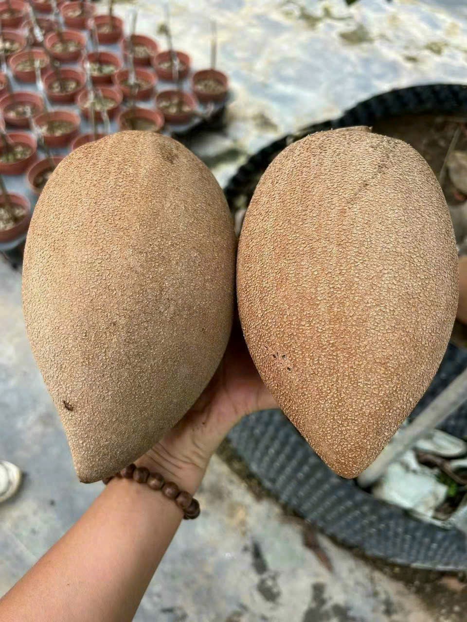 Hồng Xiêm Ruột Đỏ Khổng Lồ