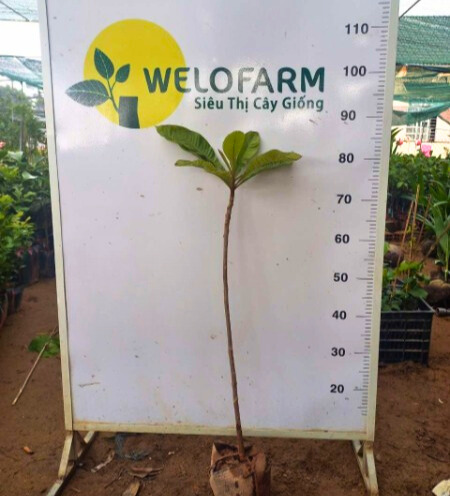 Hồng Xiêm Ruột Đỏ Khổng Lồ