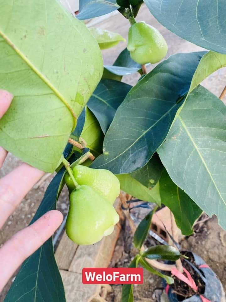 Mận Tam Hoa