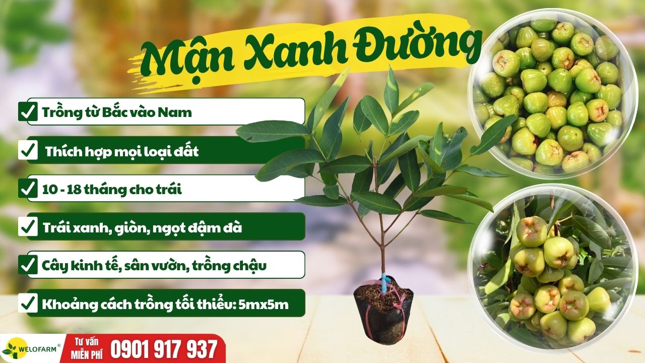 Mận Xanh Đường