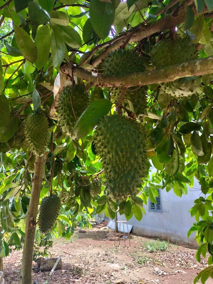 Mãng Cầu Xiêm Thái (ghép)