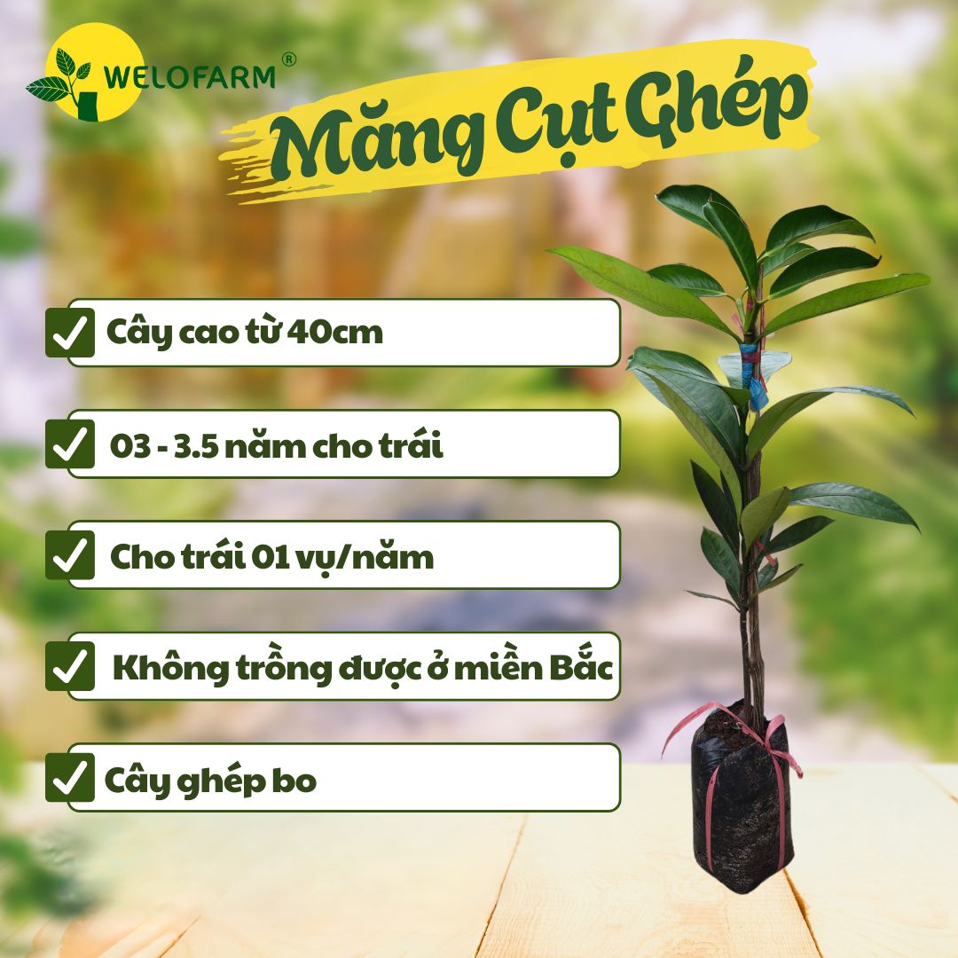 Măng Cụt Ghép