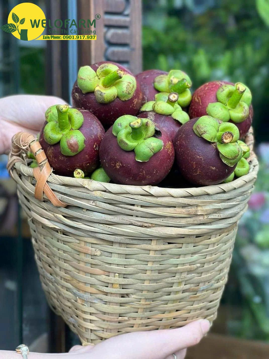 Măng Cụt Ghép