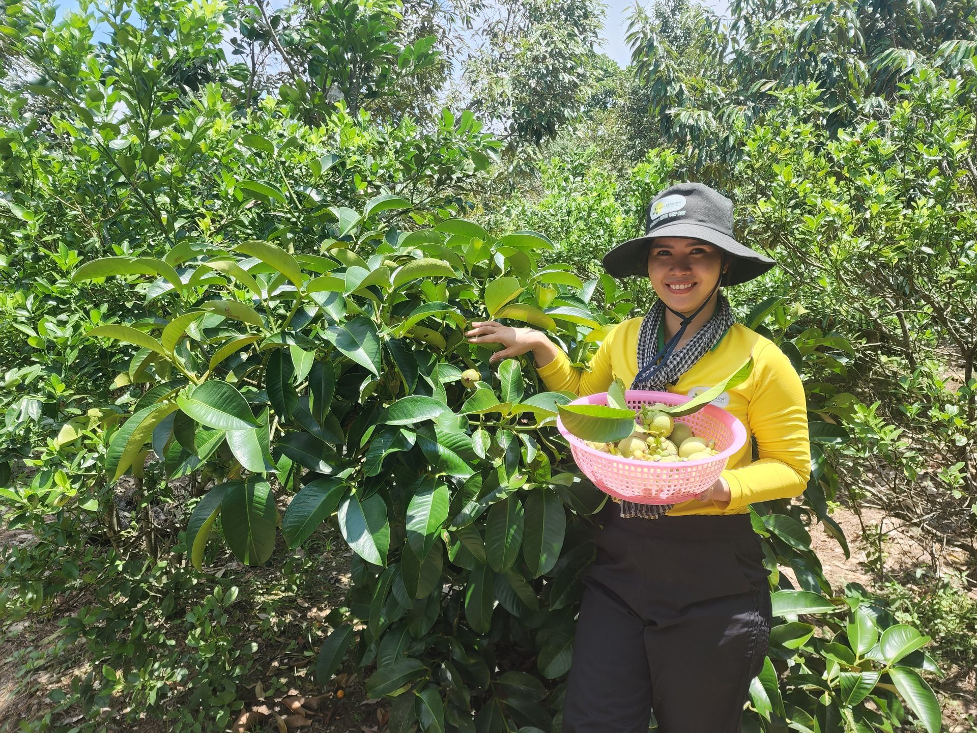 Măng Cụt Ghép