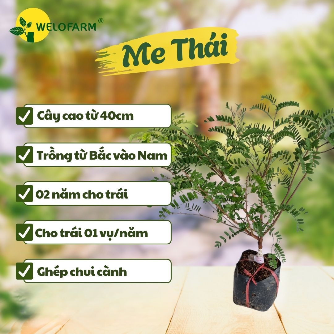 Me Thái