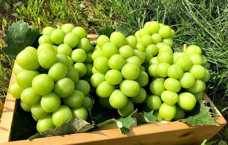 4. Lợi Ích Sức Khỏe Của Nho Mẫu Đơn