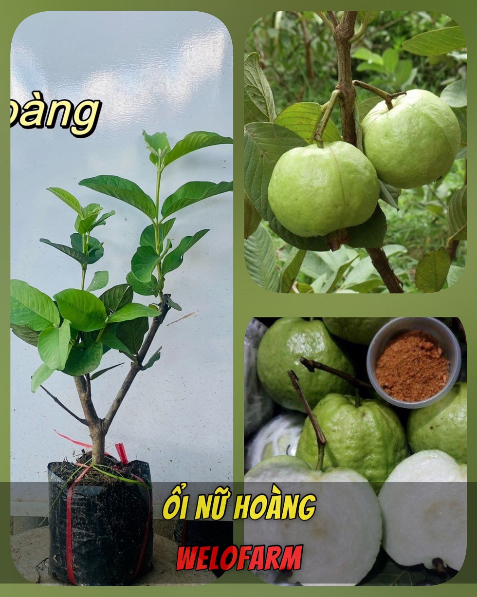 Tại sao bệnh nhân tiểu đường nên ăn ổi?