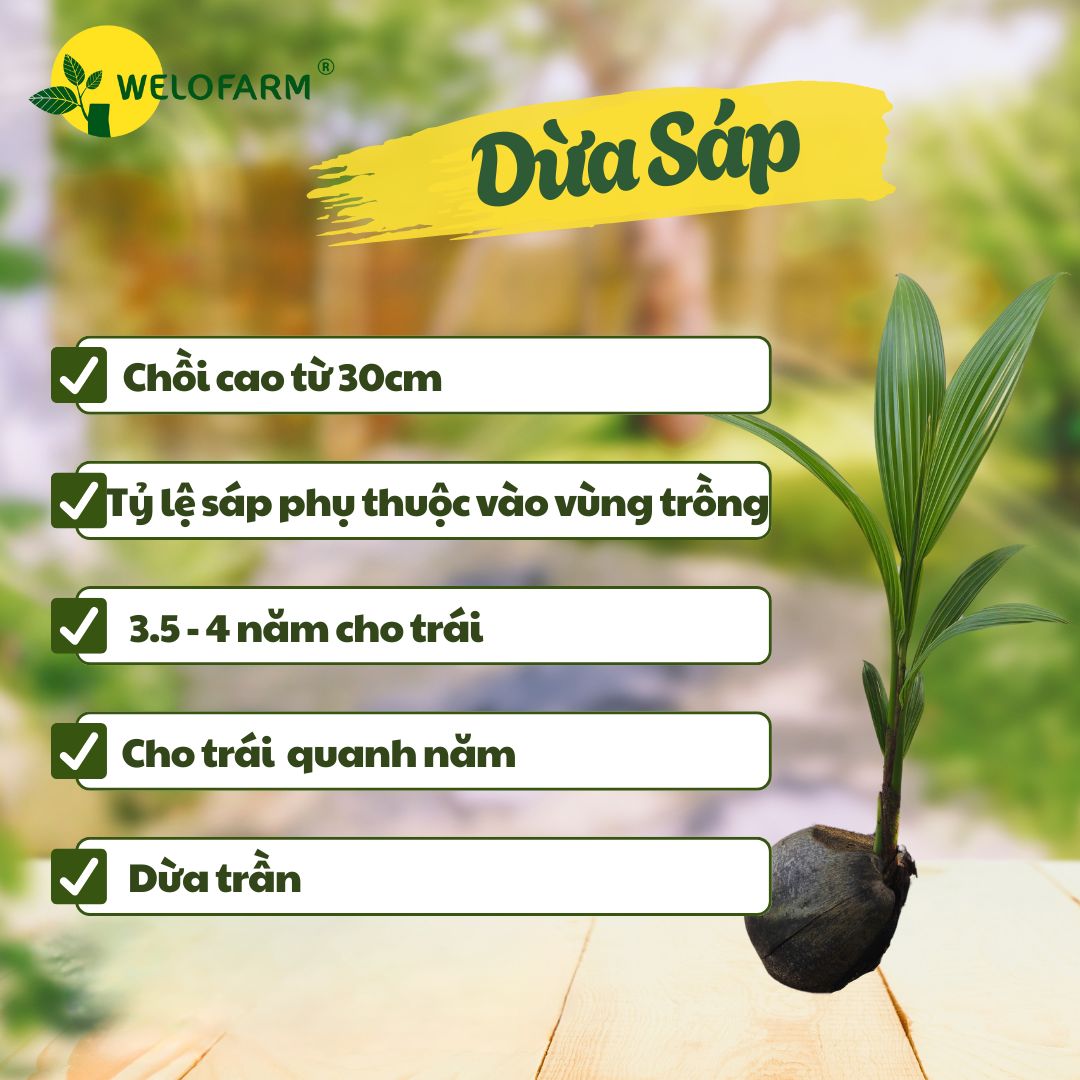 Dừa Sáp