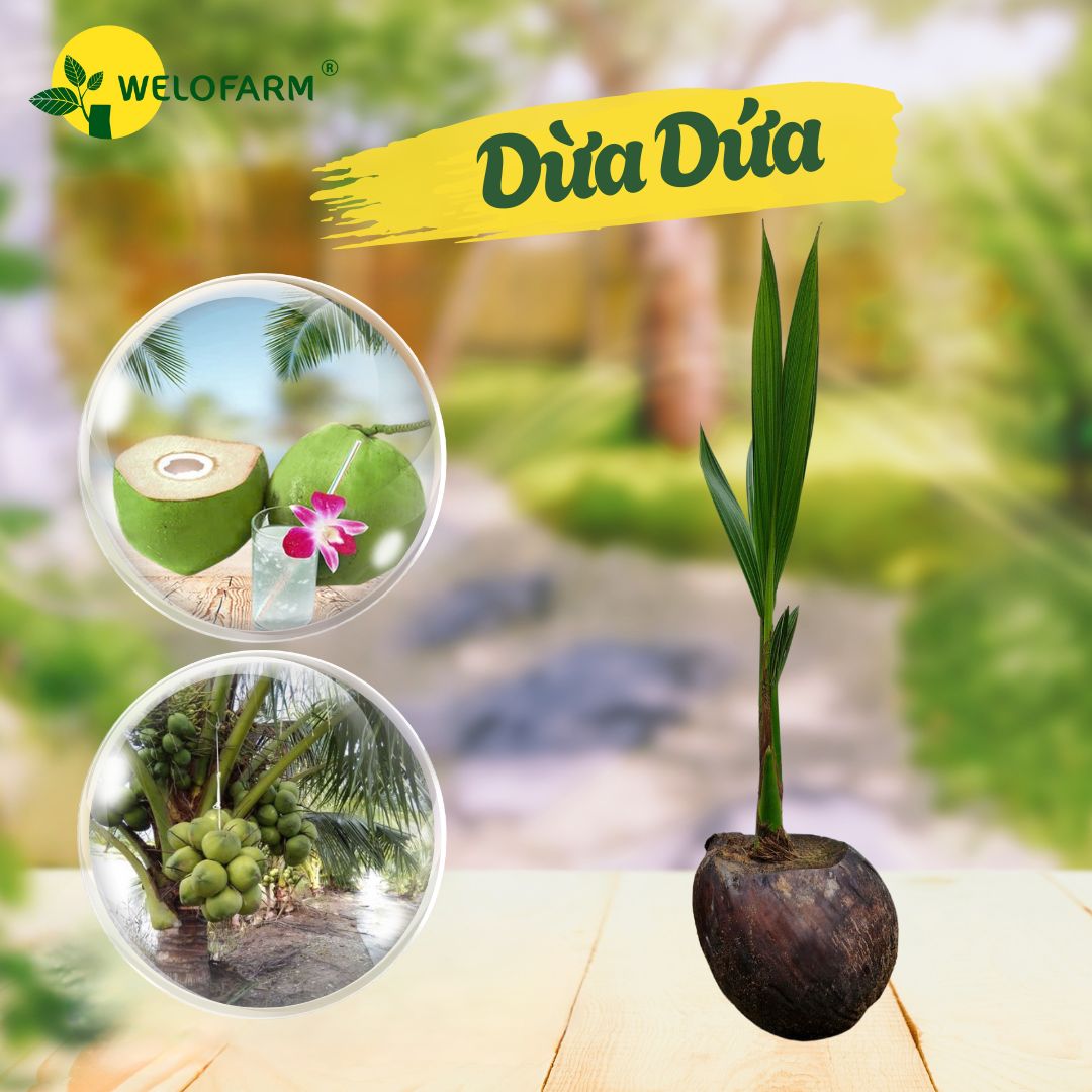 Dừa Dứa