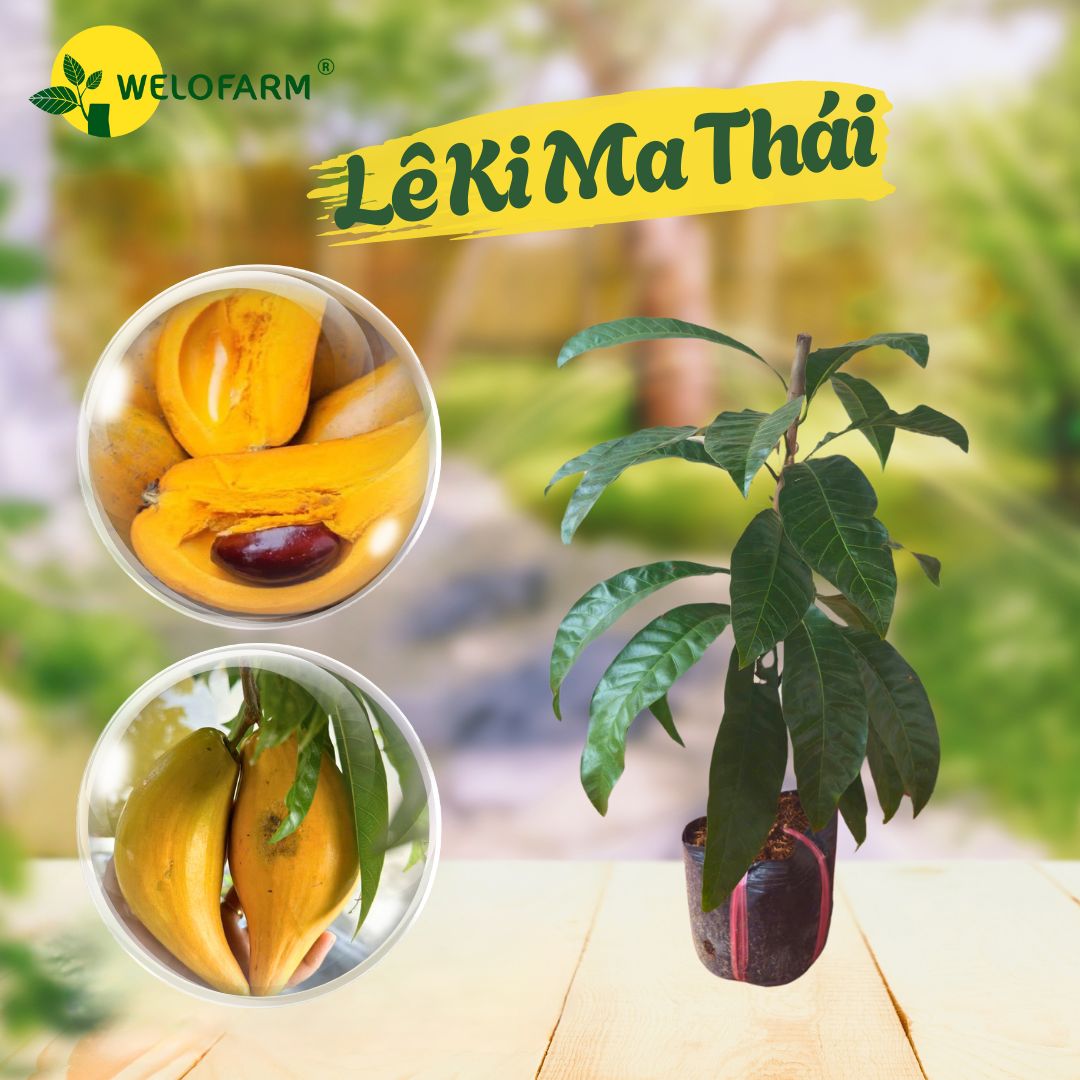 Lê Ki Ma Thái