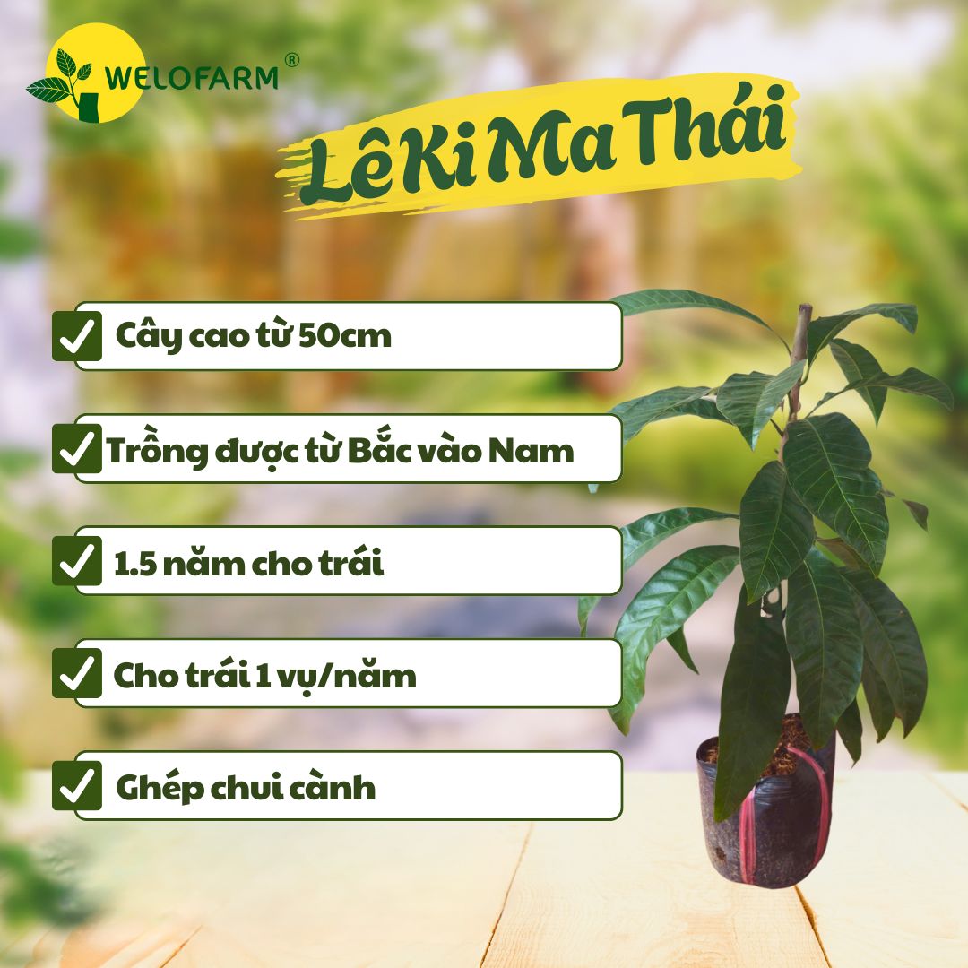 Lê Ki Ma Thái