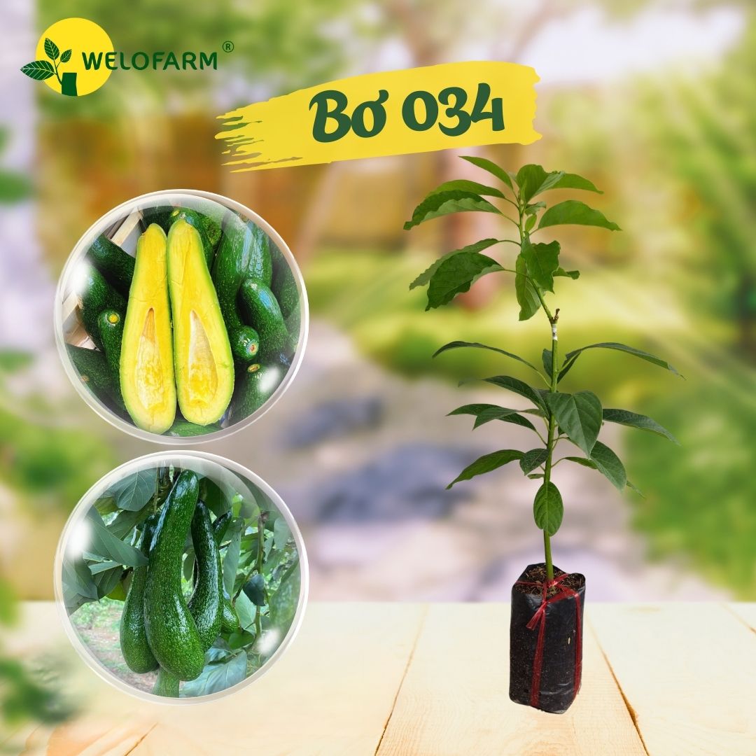 Bơ 034