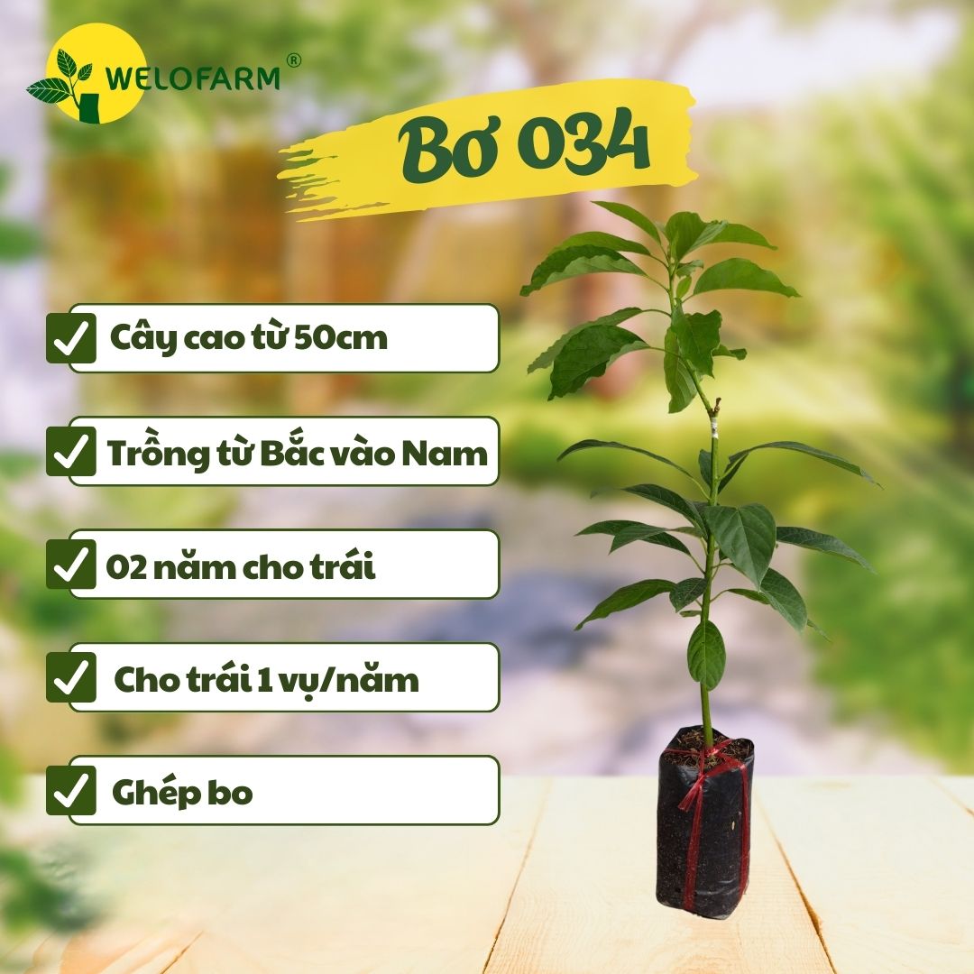 Bơ 034