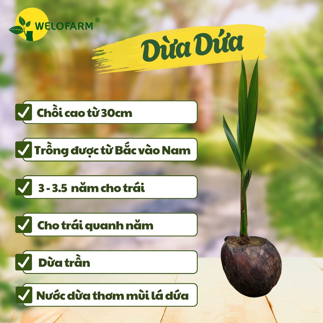 Dừa Dứa