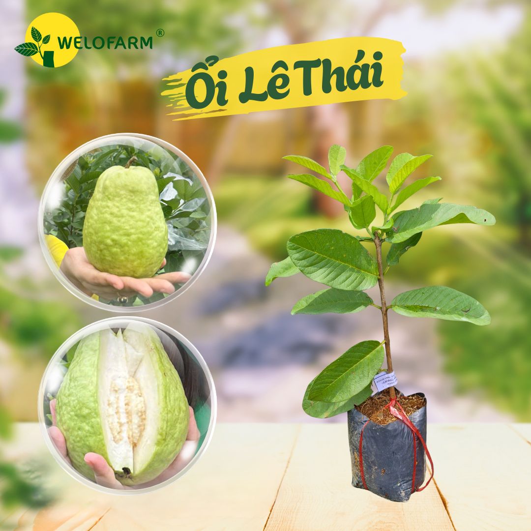 Ổi Lê Thái