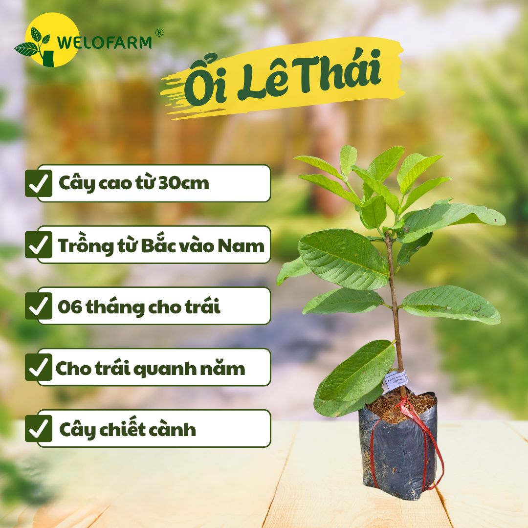 Ổi Lê Thái