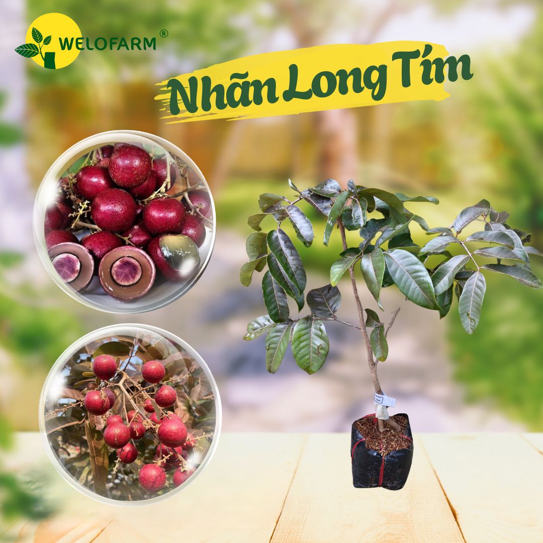 Nhãn Long Tím