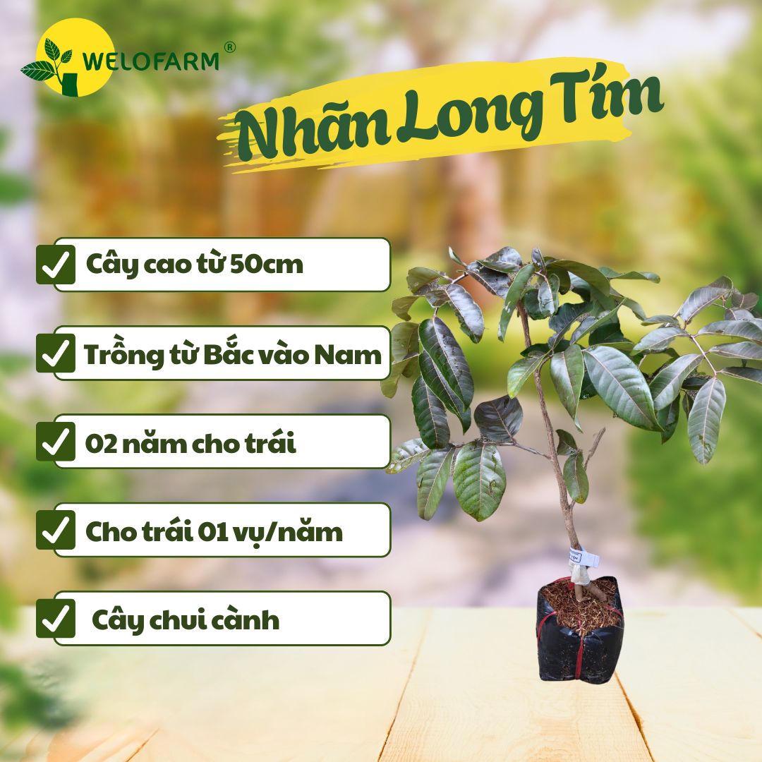 Nhãn Long Tím