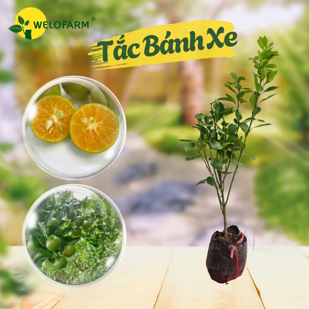 Tắc Bánh Xe