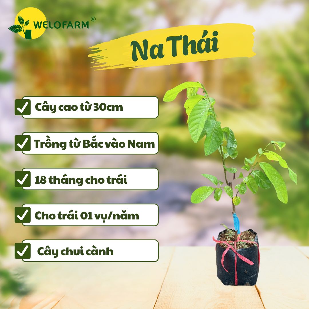Na Thái (Hoàng Hậu)