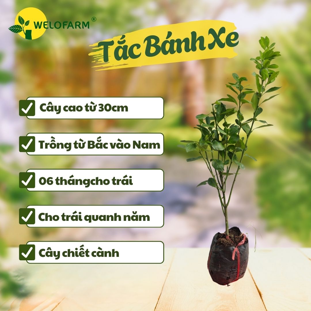 Tắc Bánh Xe