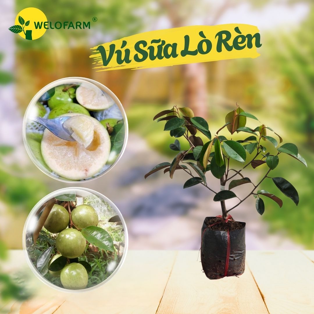 Vú Sữa Lò Rèn
