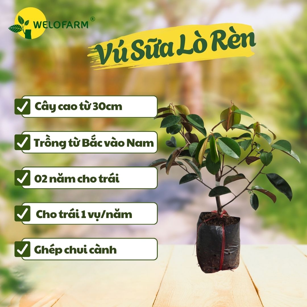 Vú Sữa Lò Rèn