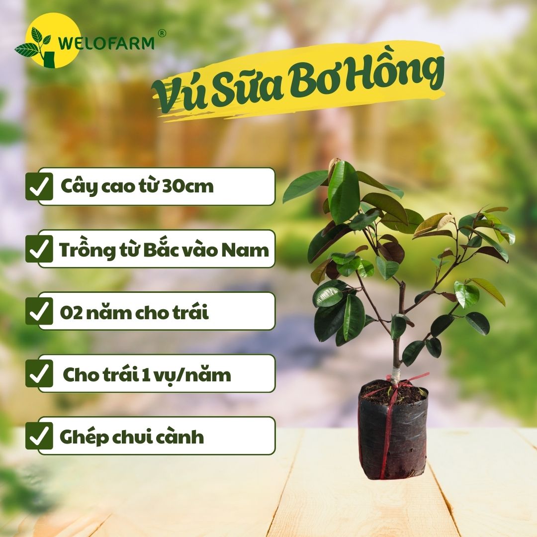 Vú Sữa Bơ Hồng