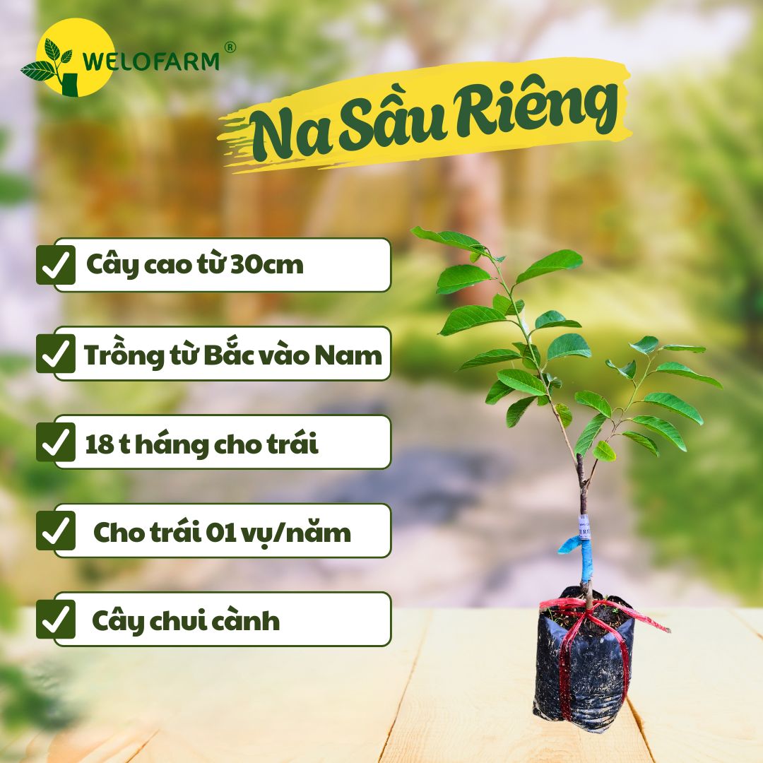 Na Sầu Riêng