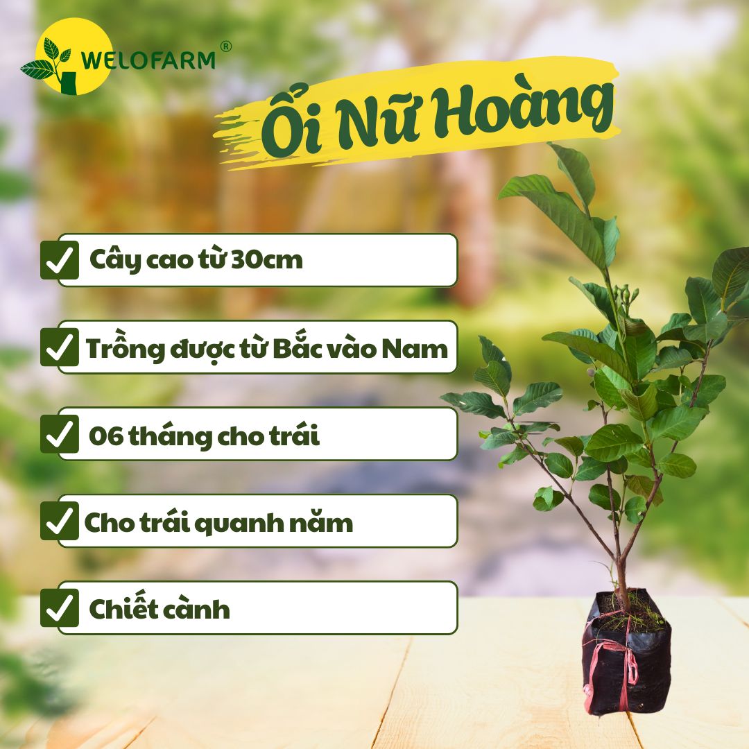 Ổi Nữ Hoàng
