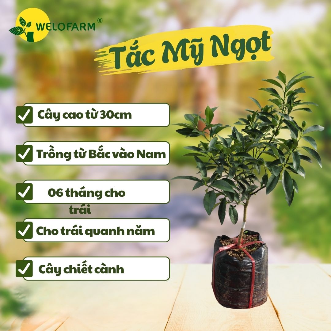 Tắc Mỹ (Ngọt)