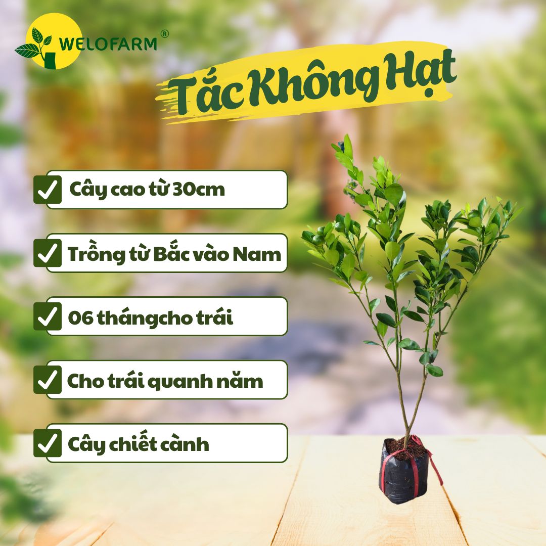Tắc Không Hạt