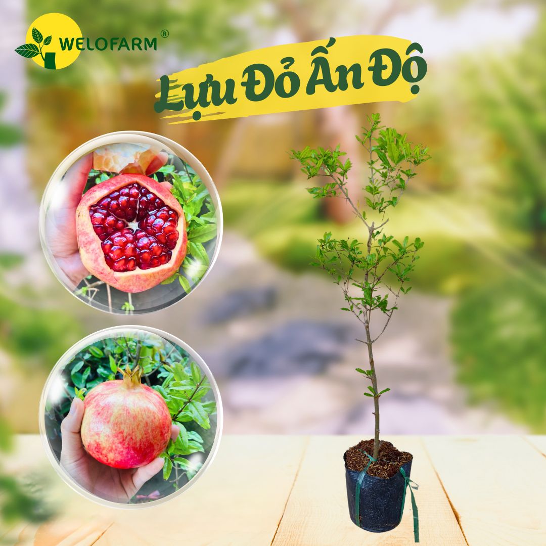 Lựu Đỏ Ấn Độ