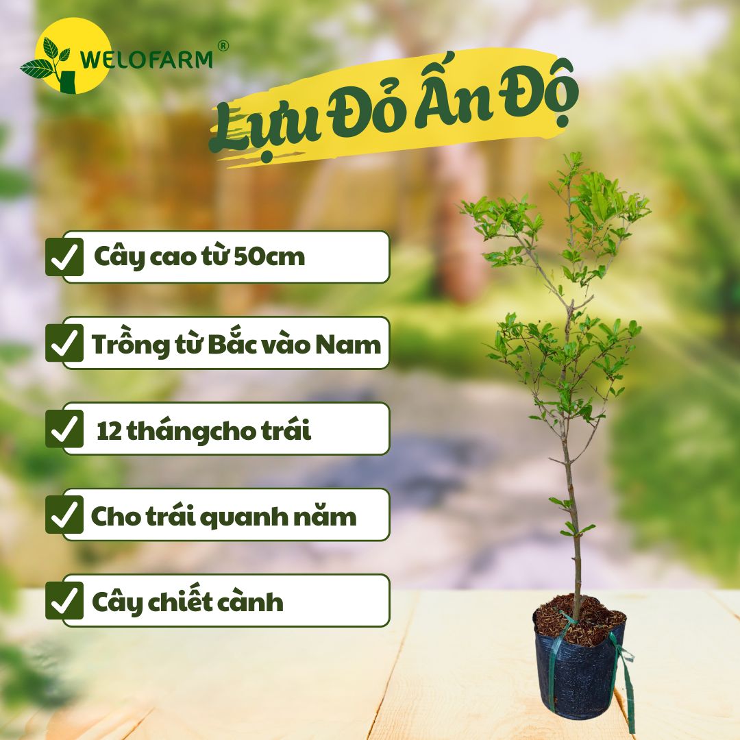 Lựu Đỏ Ấn Độ