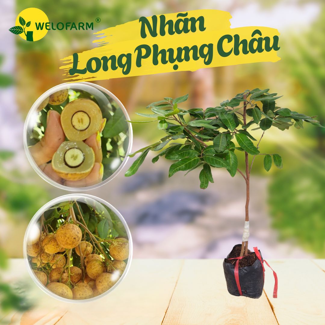 Nhãn Long Phụng Châu