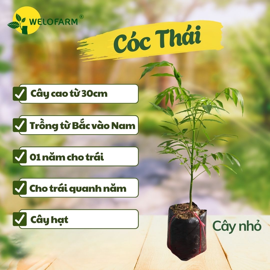 Cóc Thái