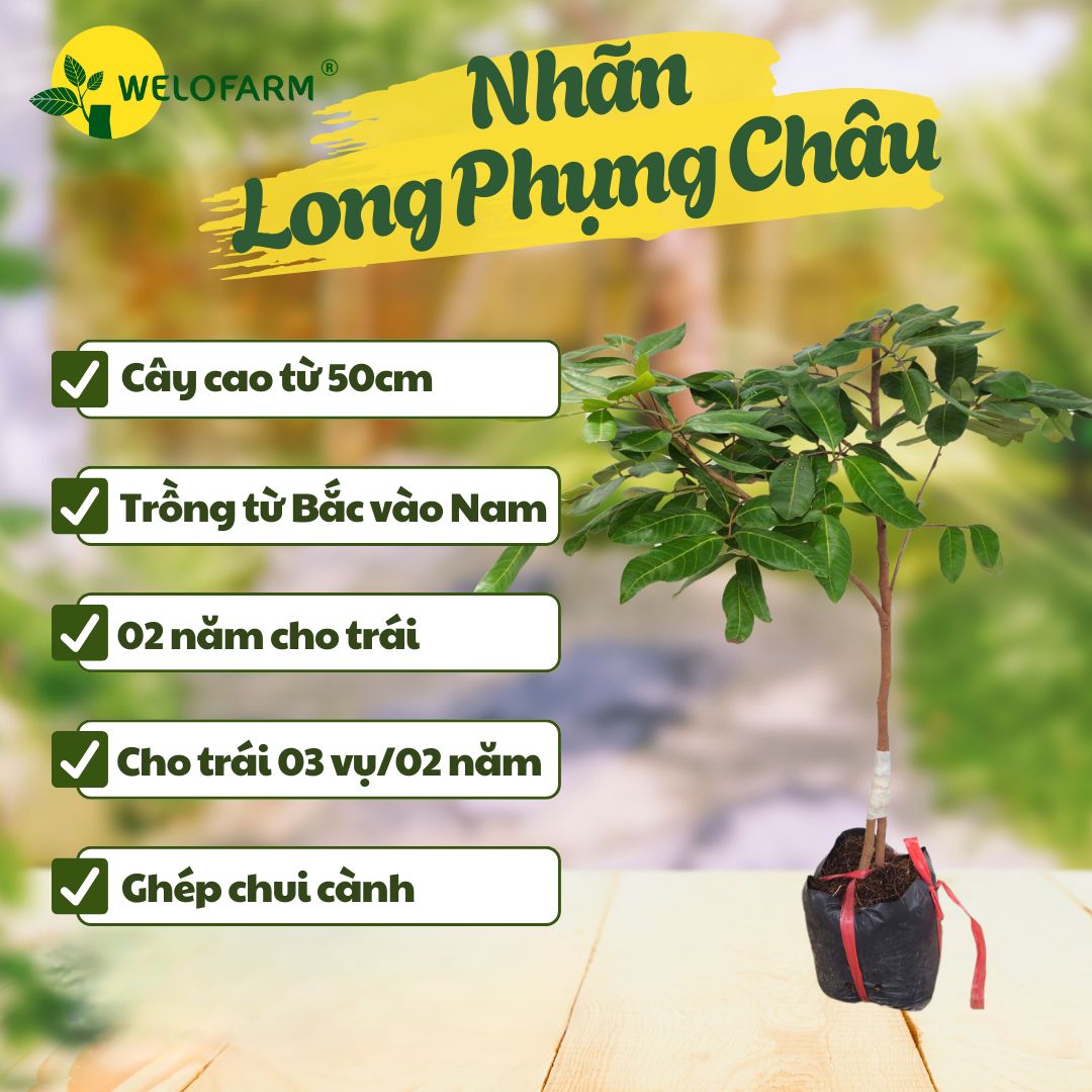 Nhãn Long Phụng Châu