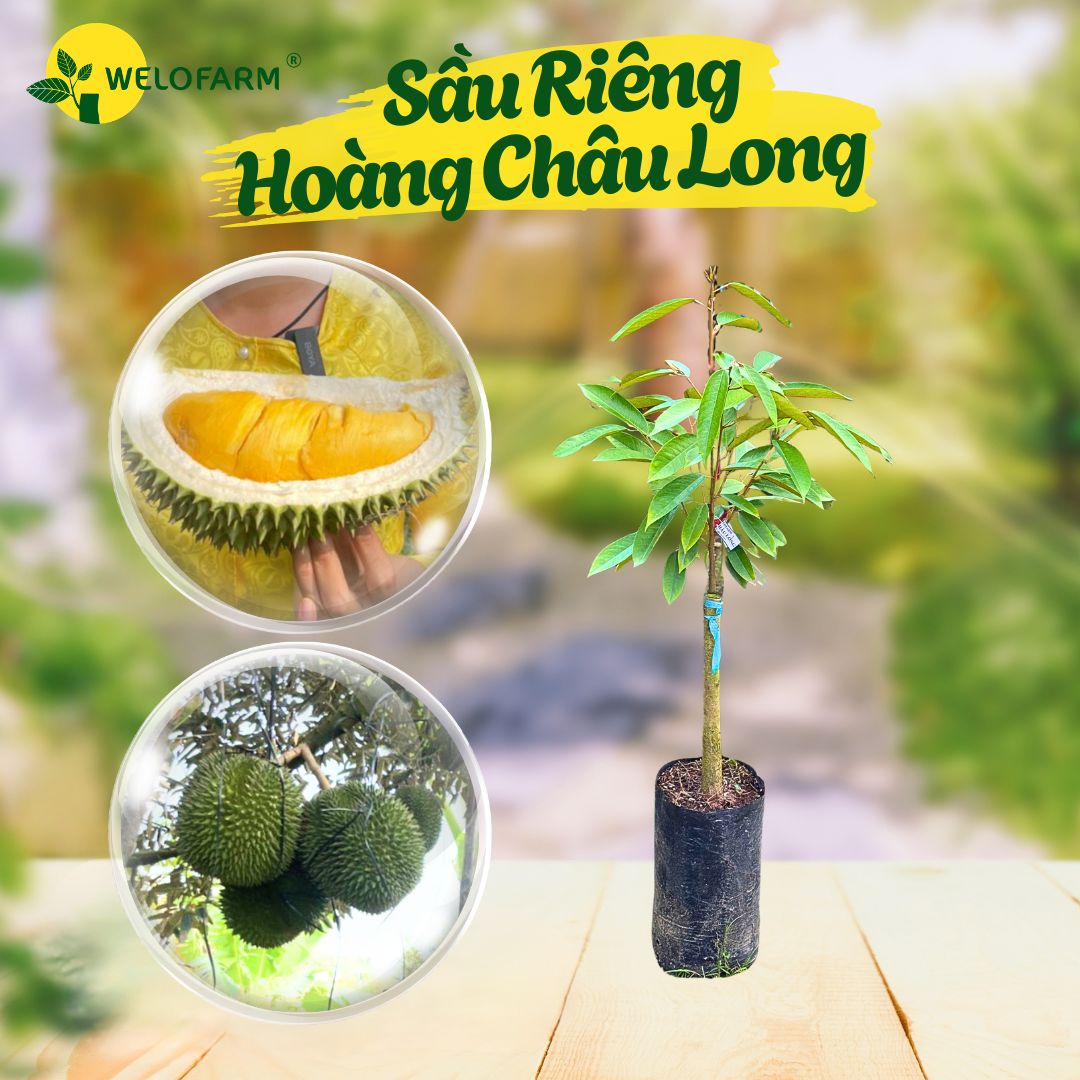 Sầu riêng Hoàng Châu Long
