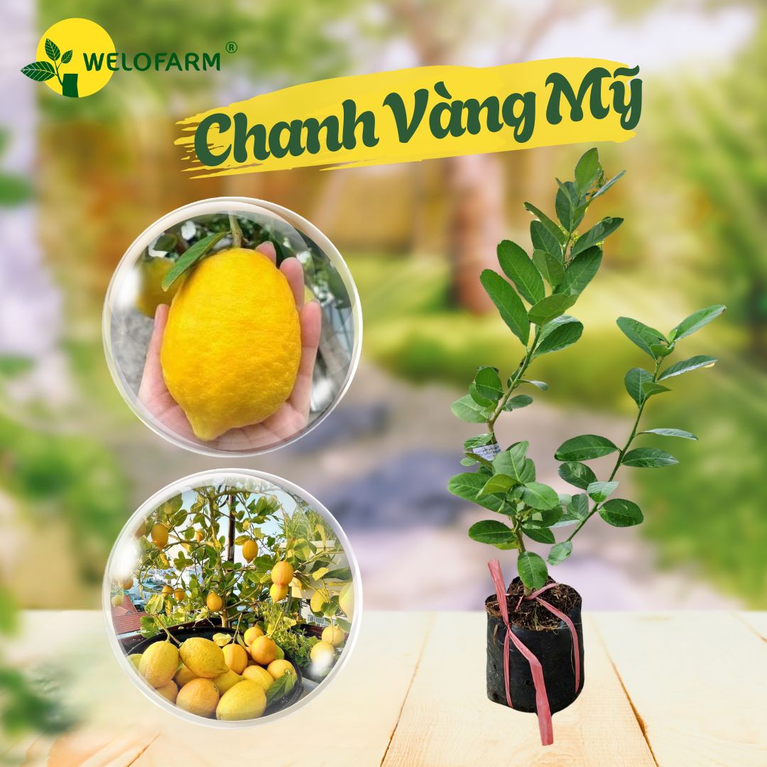 Chanh Vàng Mỹ