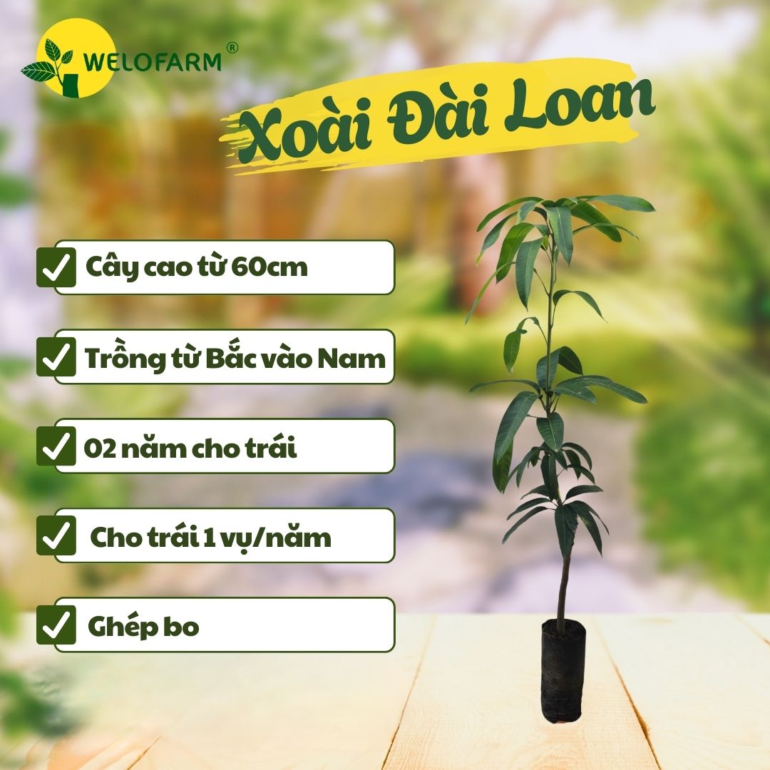 Xoài Đài Loan