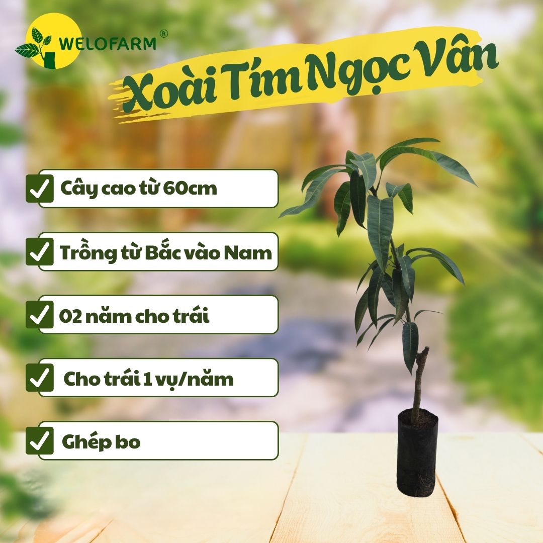 Xoài Tím Ngọc Vân